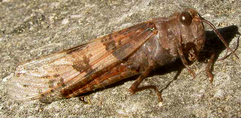 Pallid-winged Grasshopper, TRIMEROTROPIS PALLIDIPENNIS