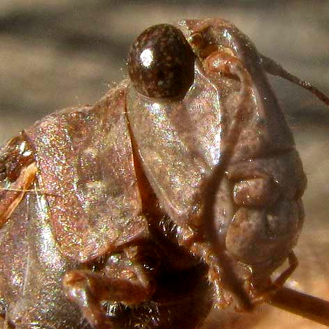 Pallid-winged Grasshopper, TRIMEROTROPIS PALLIDIPENNIS, head