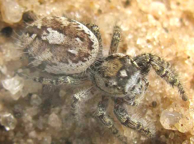 Jumping Spider, PHIDIPPUS ARIZONENSIS, top view