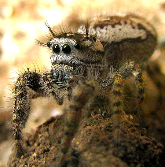 female Jumping Spider, PHIDIPPUS ARIZONENSIS