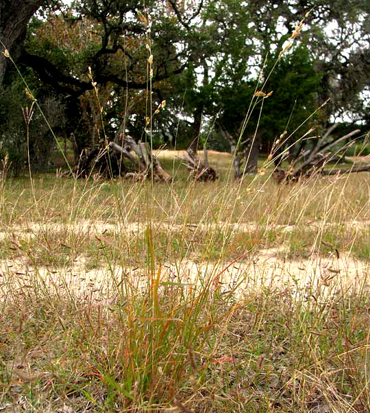 Wilman Lovegrass, ERAGROSTIS SUPERBA