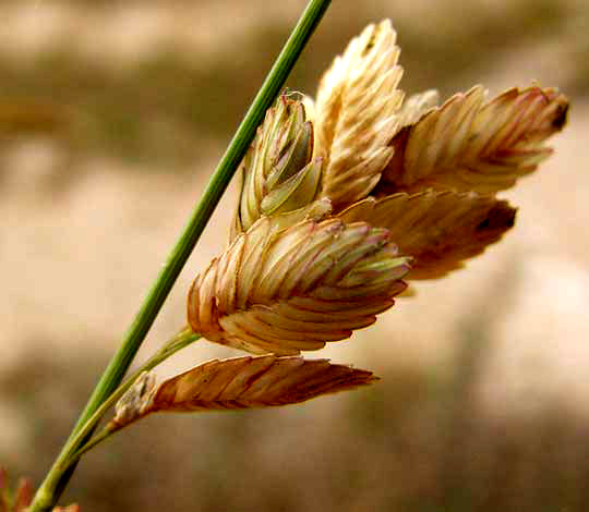 Wilman Lovegrass, ERAGROSTIS SUPERBA, spikelets