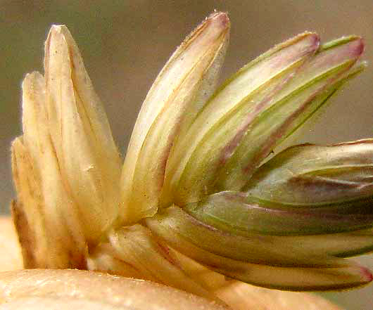 Wilman Lovegrass, ERAGROSTIS SUPERBA, lemmas