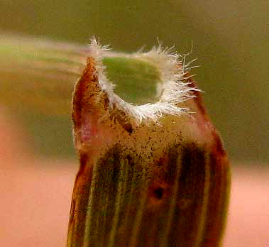 Wilman Lovegrass, ERAGROSTIS SUPERBA, ligule