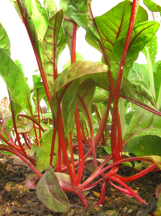 red chard stems and veins