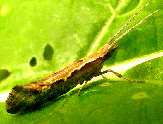 Diamondback Moth, PLUTELLA XYLOSTELLA