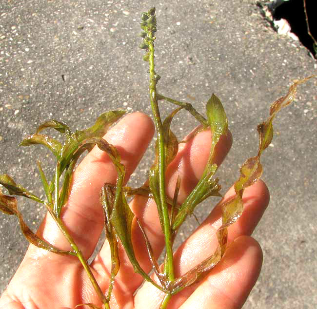 Curled Pondweed, POTAMOGETON CRISPUS, fruits, stems and leaves