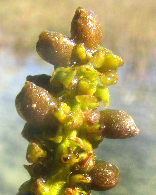 Curled Pondweed, POTAMOGETON CRISPUS, fruiting head