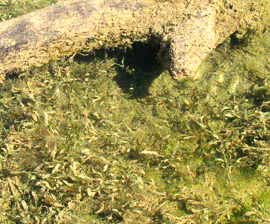 Curled Pondweed, POTAMOGETON CRISPUS, mass