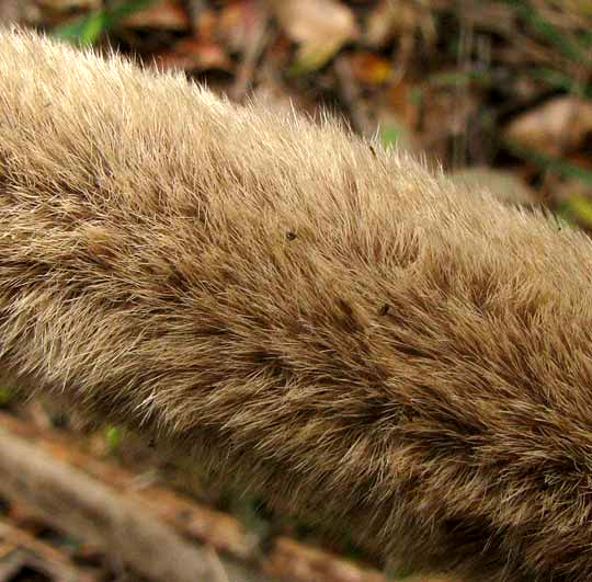 Antler Velvet of Axis Deer