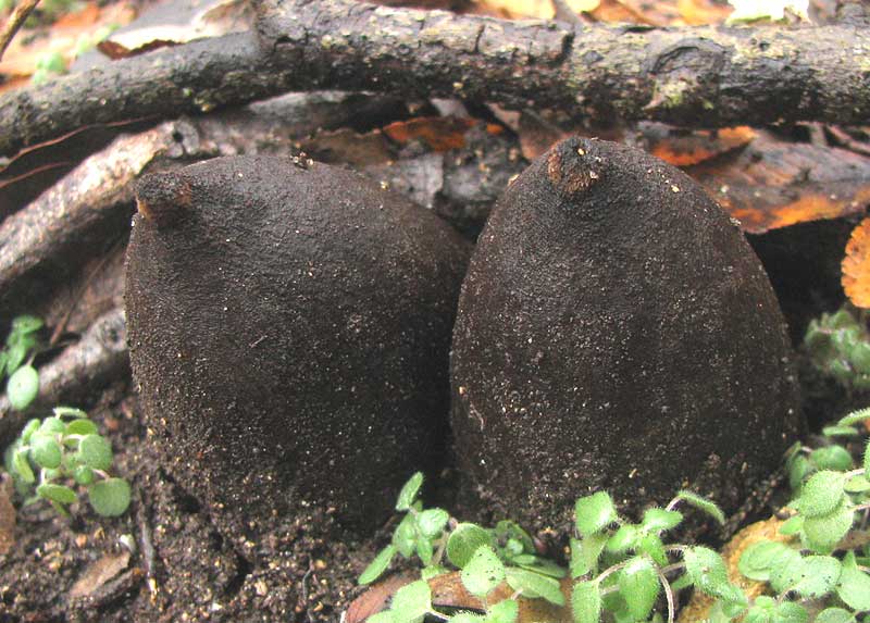 Texas Star, CHORIOACTIS GEASTER, immature