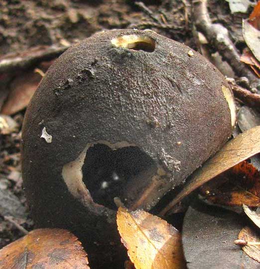 Texas Star, CHORIOACTIS GEASTER, immature with holes in it