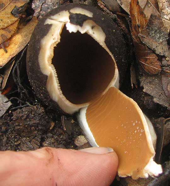 Texas Star, CHORIOACTIS GEASTER, immature, opened