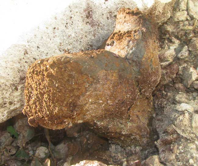 Dyemaker's Puffball, PISOLITHUS TINCTORIUS