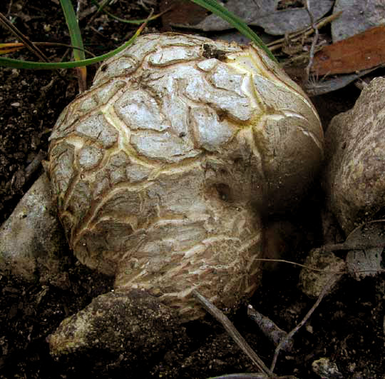 Texas Earthball, SCLERODERMA TEXENSE