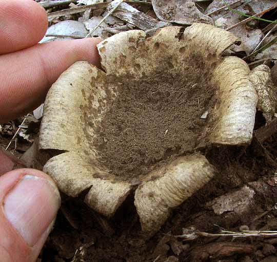 Texas Earthball, SCLERODERMA TEXENSE, empty calyx