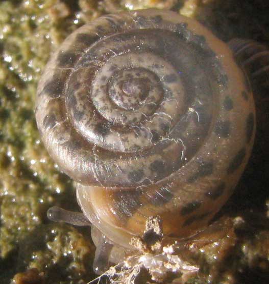 Southern Flatcoil Snail, POLYGYRA cf CEREOLUS