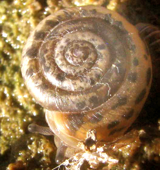 Southern Flatcoil Snail, POLYGYRA cf CEREOLUS