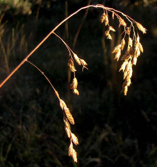 Texas Tridens, TRIDENS TEXANUS, panicle