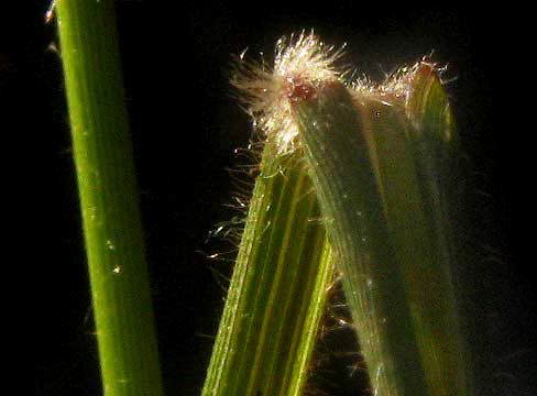 Texas Tridens, TRIDENS TEXANUS, ligule