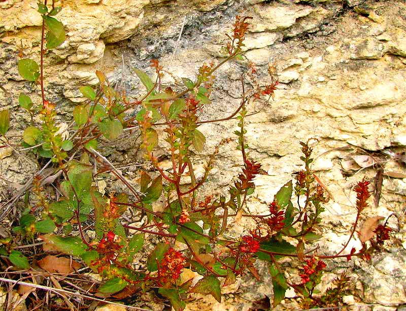 Shrubby Copperleaf, ACALYPHA PHLEOIDES