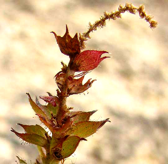 Shrubby Copperleaf, ACALYPHA PHLEOIDES, inflorescence