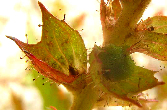 Shrubby Copperleaf, ACALYPHA PHLEOIDES, fruit inside bract