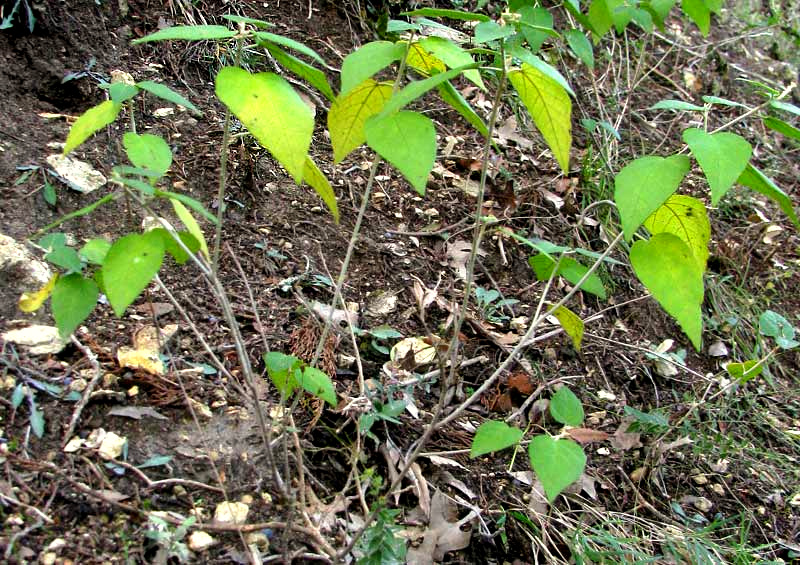 Bush Croton, CROTON FRUTICULOSUS
