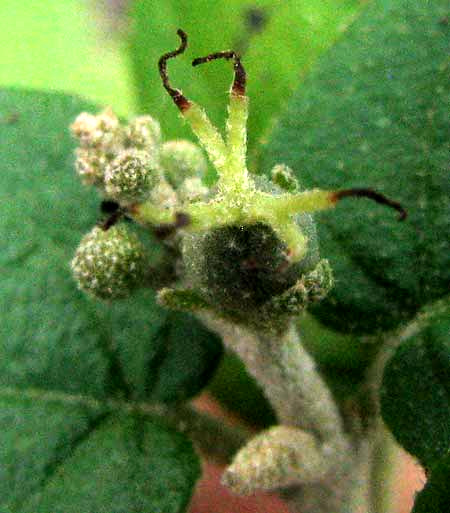 Bush Croton, CROTON FRUTICULOSUS, immature fruit