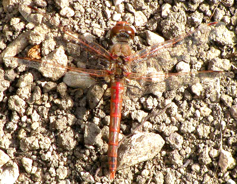 Variegated Meadowhawk, SYMPETRUM CORRUPTUM