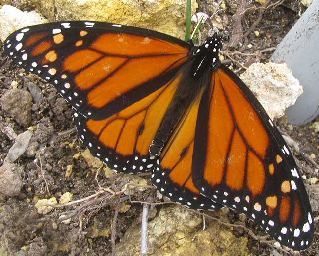 male monarch butterfly