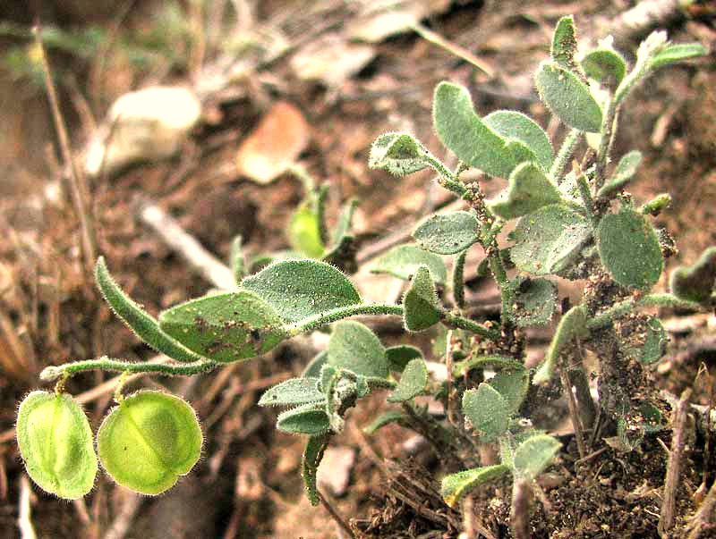 Eggleaf Milkwort, POLYGALA OVATIFOLIA