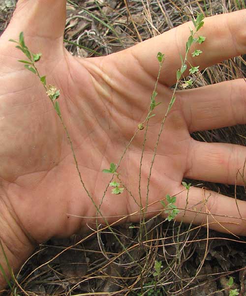 fruiting Smartweed Leaf-flower, PHYLLANTHUS POLYGONOIDES