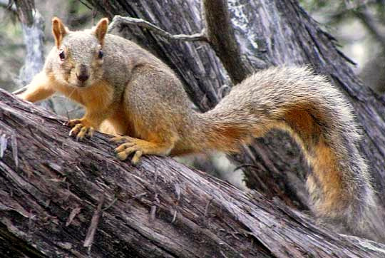 Eastern Fox Squirrel, SCIURUS NIGER