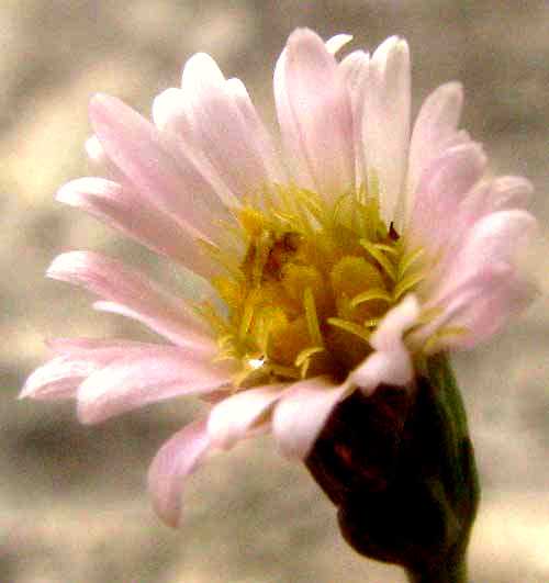 Saltmarsh Aster, SYMPHYOTRICHUM SUBULATUM, head