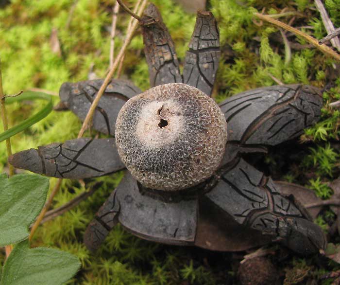 Barometer Earthstar, ASTRAEUS HYGROMETRICUS