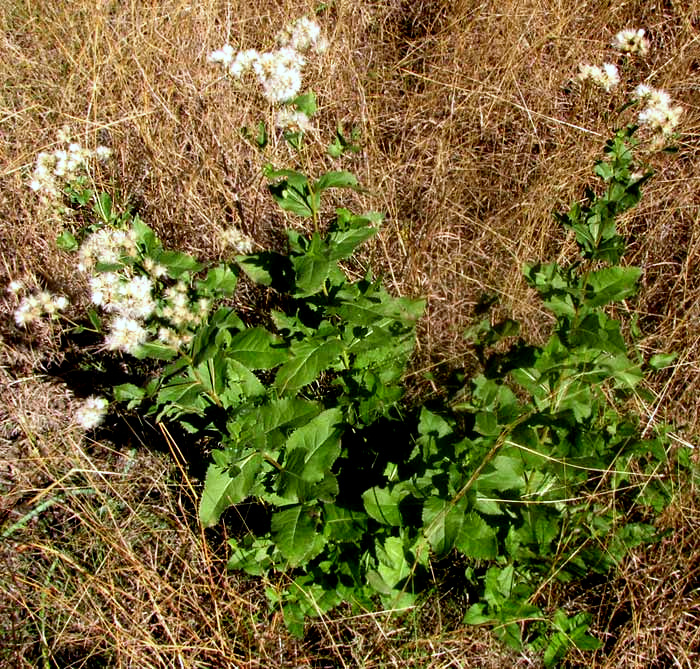 Brownfoot, ACOURTIA WRIGHTII, fruiting after frost