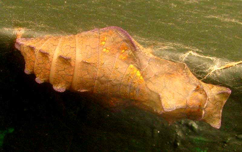 Pipevine Swallowtail, BATTUS PHILENOR, chrysalis