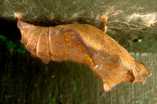 Pipevine Swallowtail, BATTUS PHILENOR, side view