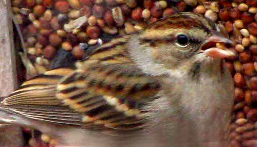 Chipping Sparrow, SPIZELLA PASSERINA, winter plumage
