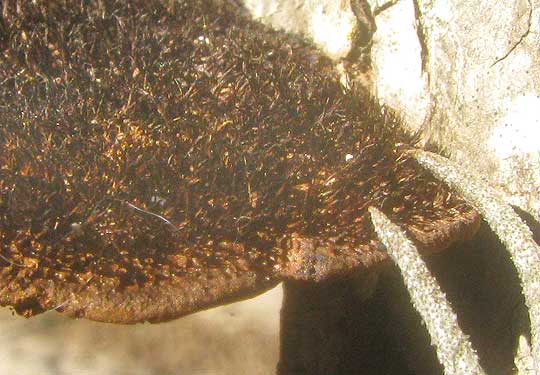 HEXAGONIA HYDNOIDES, close-up of hairs