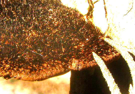 HEXAGONIA HYDNOIDES, close-up of hairs