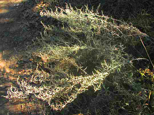 Sweet Wormwood, ARTEMISIA ANNUA, dried and ready for tea