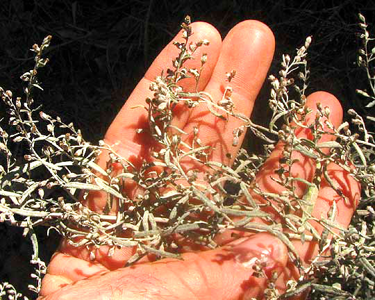 Sweet Wormwood, ARTEMISIA ANNUA, dried plant close up