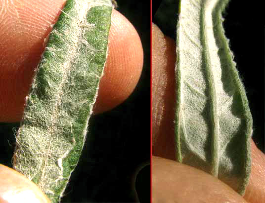 White Sage, ARTEMISIA LUDOVICIANA, hairs on upper and lower leaf surface