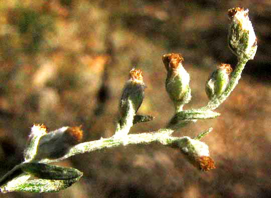 White Sage, ARTEMISIA LUDOVICIANA, flower heads