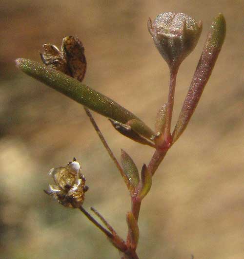 Prairie Bluets, STENARIA NIGRICANS, capsules