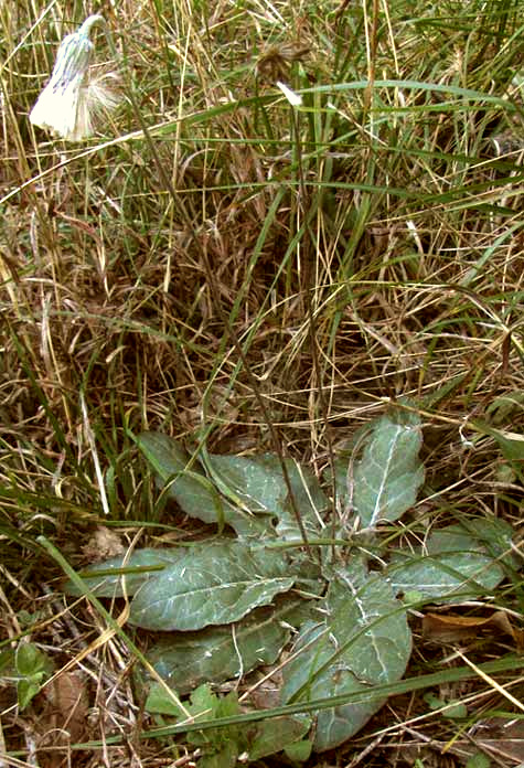 Silverpuff, CHAPTALIA TEXANA, mature head