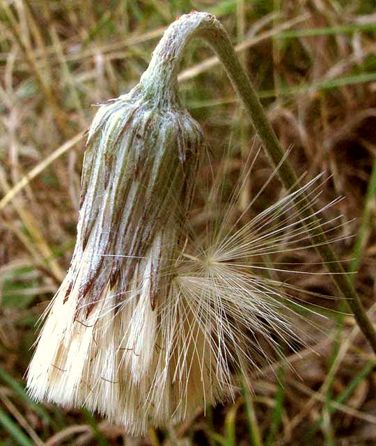 Silverpuff, CHAPTALIA TEXANA, close-up of mature head showing involucre