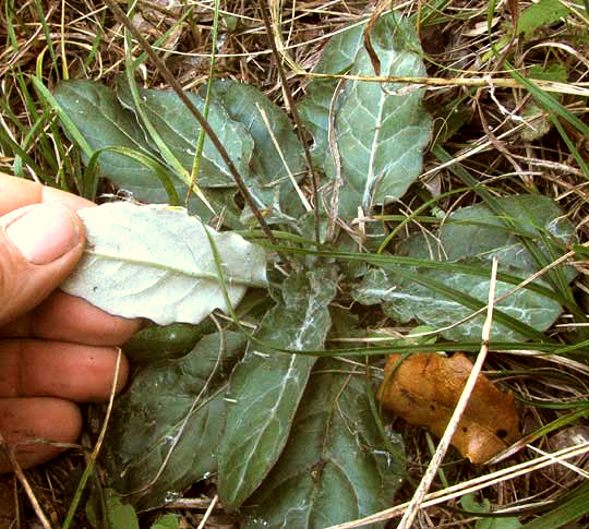 Silverpuff, CHAPTALIA TEXANA, basal leaves showing white bottoms